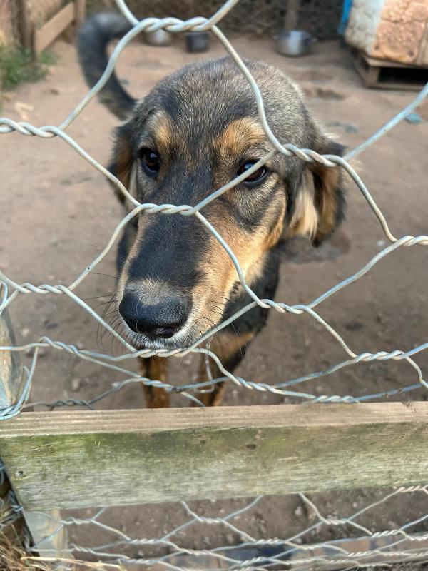 “Argo, il Cucciolo che Aspetta il Suo Lieto Fine” 🐾 Foto 5